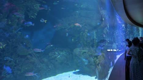 a visitor takes photos in the crowded marine fish galleries at the oceanografic in the city of arts and sciences in valencia. it is europe’s largest oceanographic park, featuring over 500 species.