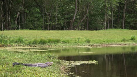 long body of alligator rests very still near public pond in florida, 4k