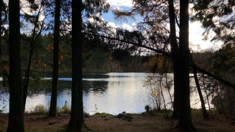 293 árboles cerca del lago de otoño