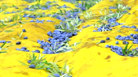 olives-dropped-to-the-ground-to-be-collected-olive