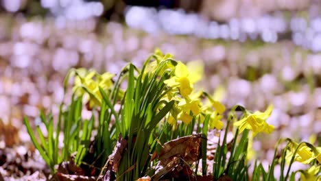 daffodils bloom in spring in appalachian mountains