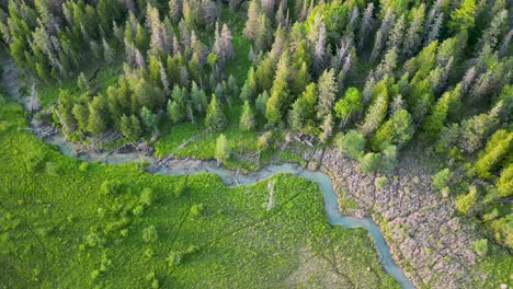 aerial orbiting descent of meadow grassland with pine trees and small stream, michigan