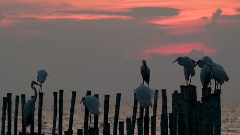 The-Great-Egret,-also-known-as-the-Common-Egret-or-the-Large-Egret