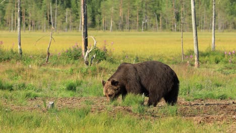 Braunbär-(Ursus-Arctos)-In-Freier-Natur-Ist-Ein-Bär,-Der-In-Weiten-Teilen-Nordeurasiens-Und-Nordamerikas-Vorkommt.-In-Nordamerika-Werden-Die-Braunbärenpopulationen-Oft-Als-Grizzlybären-Bezeichnet.