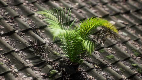 moss-and-fern-on-old-roof
