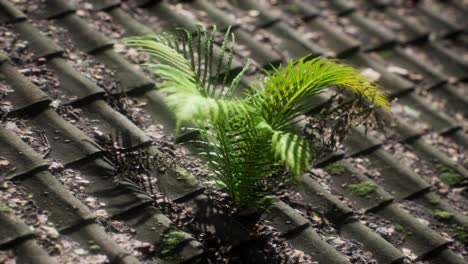 moss and fern on old roof