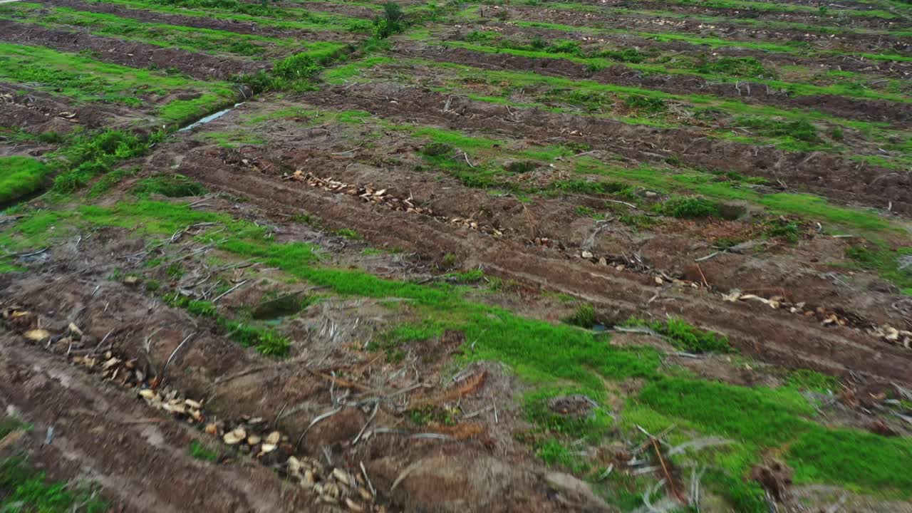 오래되고 자란 야자수, 캐노피 관리, 제거 및 재배치를 통해 생산성과 성장 수확량을 증가시킨 후 헥타르의 땅과 토양을 공중 조감도 비행