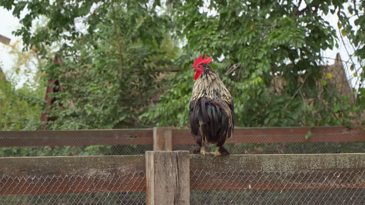 Close-up of a crowing Hungarian Yellow rooster with its back standing on a fence