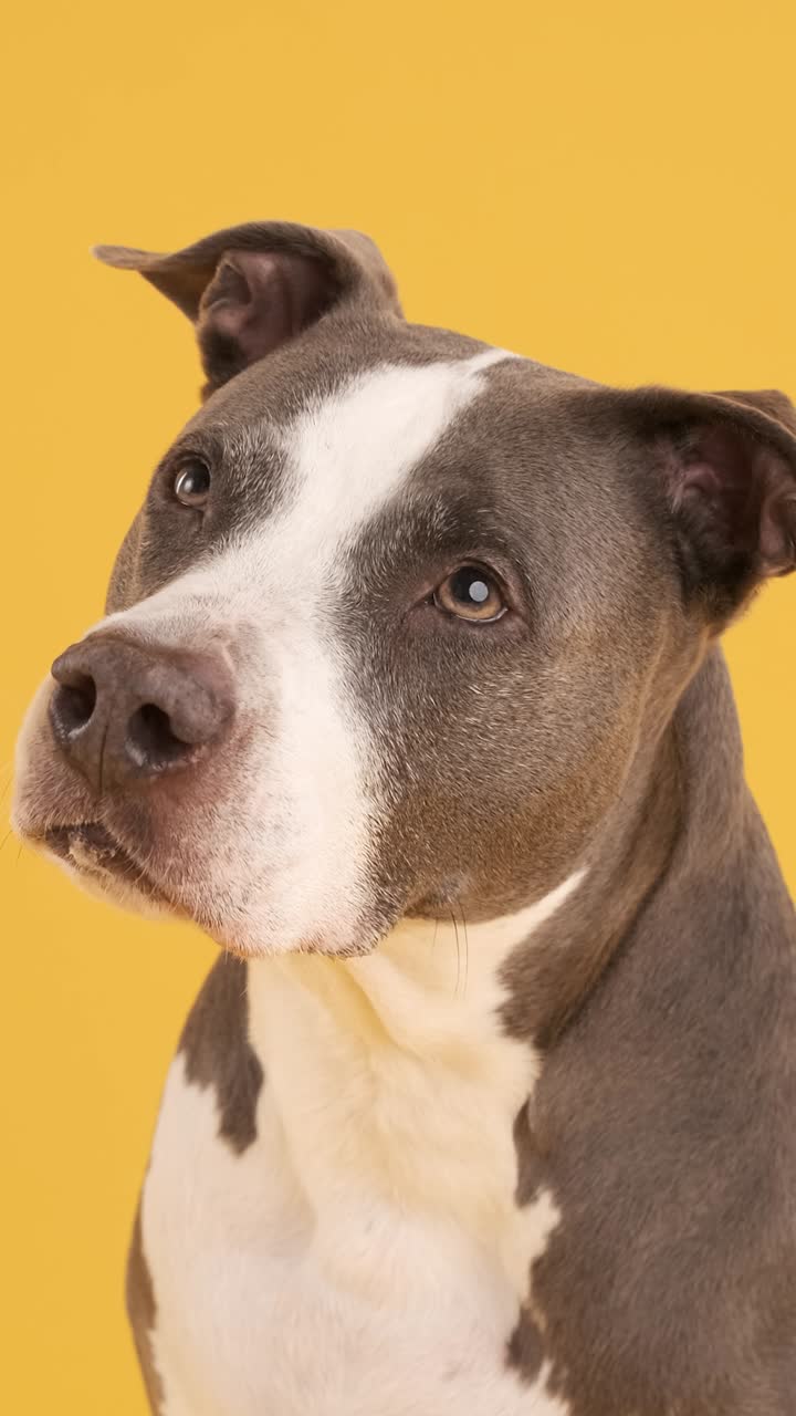 Curious Pit Bull Blue against a yellow Background