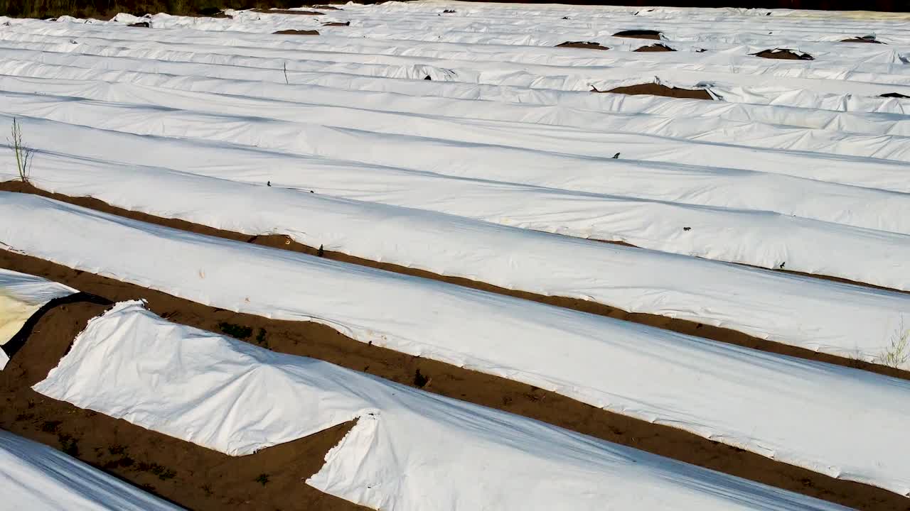 una foto de un dron de un gran campo de espárragos en los países bajos creando interesantes líneas simétricas