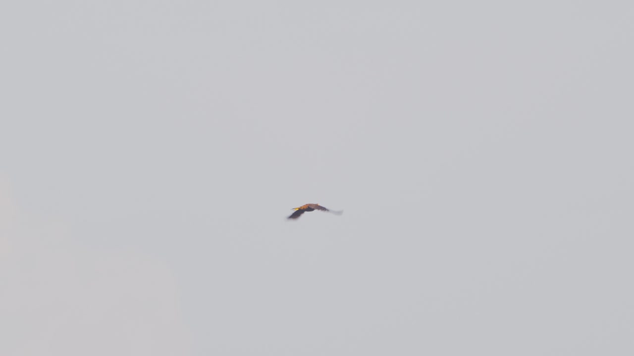 Over Peru’s rainforest, a lone Oropendola crosses the sky beneath the glow of dusk.