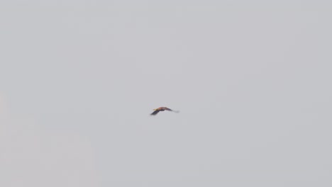 Over Peru’s rainforest, a lone Oropendola crosses the sky beneath the glow of dusk.