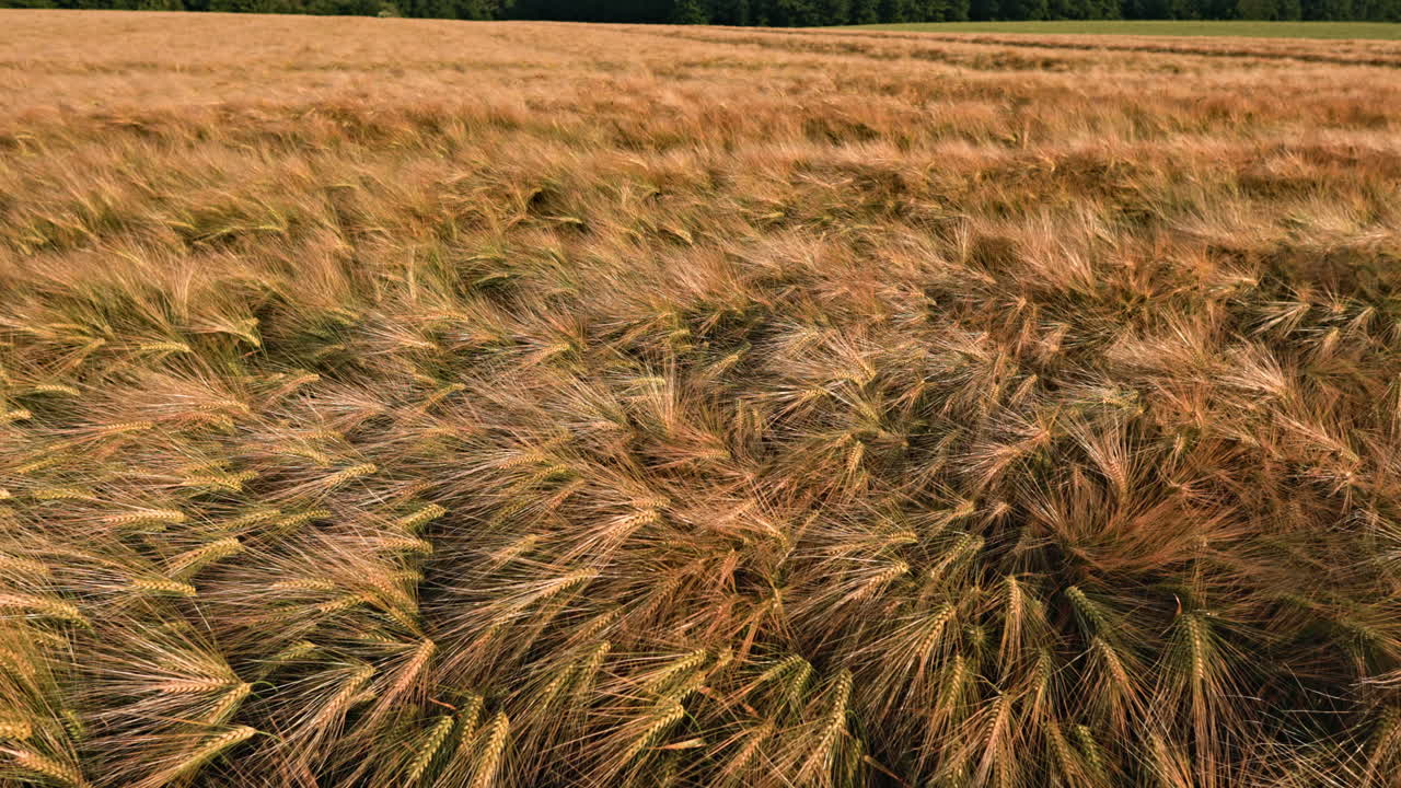 Gelbe, große Weizenähren auf dem Feld. Ein lebendiges Feld reifer Gerste. Ein Ackerfeld mit goldenen Roggenähren.