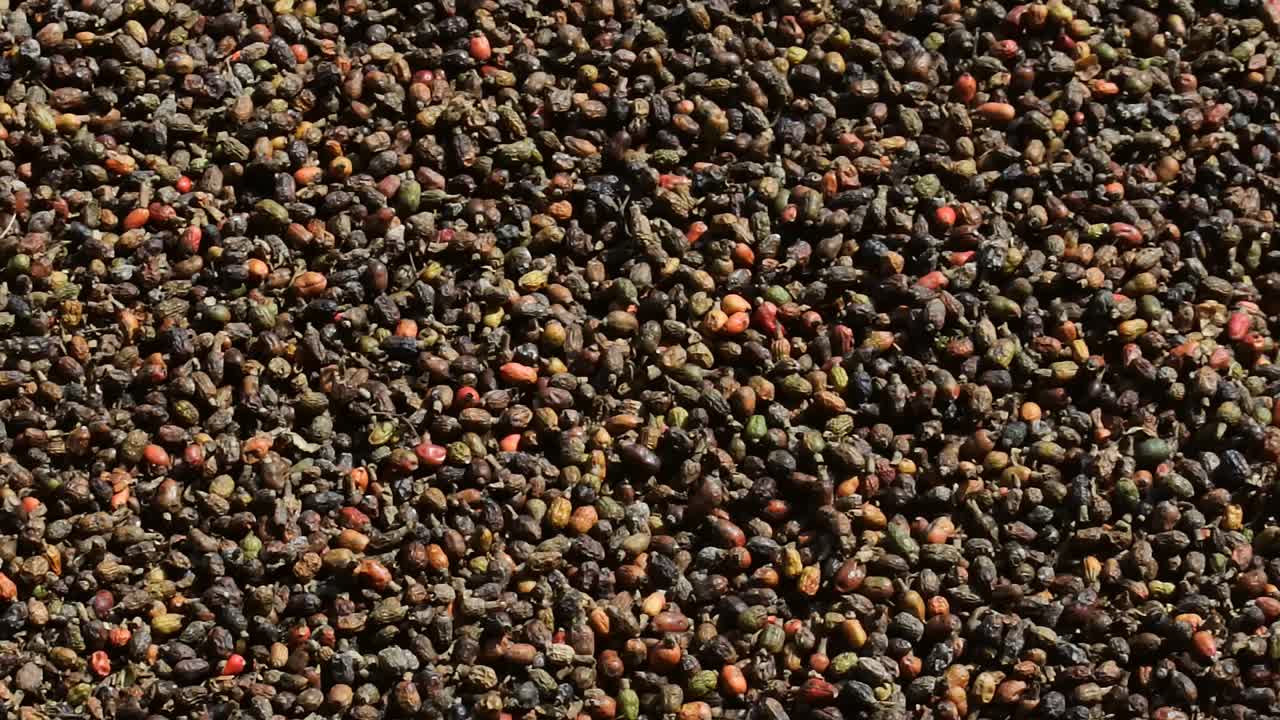 textura de flor de galanga seca