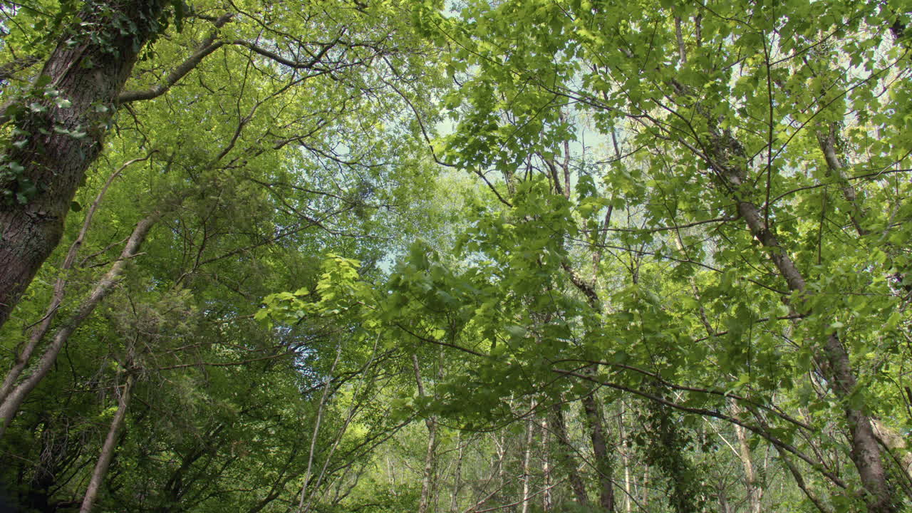 Tilting down Wide shot looking up a wooded hillside with silver Birch trees
