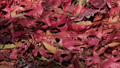 Hojas-Caídas-En-El-Suelo-Mientras-Los-Insectos-Y-La-Sombra-Se-Mueven,-Hojas-Rojas-Caídas-En-El-Suelo,-Tailandia