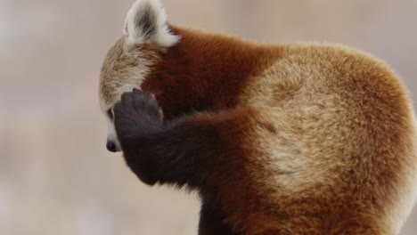 Panda-Rojo-Rascándose-La-Cabeza-Con-La-Pata-Trasera-A-Cámara-Lenta