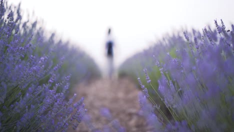 Vista-Posterior-De-Una-Joven-Con-Ropa-Blanca-Caminando-En-Flores-De-Campo-De-Lavanda-Meciéndose-En-El-Viento-En-Cuenca,-España,-Durante-La-Hermosa-Puesta-De-Sol-Con-Luz-Suave