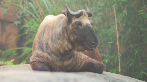 Detail-Des-Tibetischen-Takin,-Der-An-Nebligen-Tagen-Auf-Felsen-Liegt