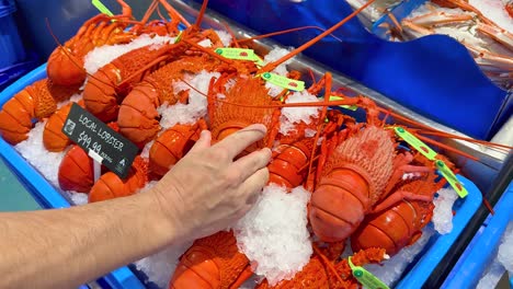 hand choosing lobsters from ice display