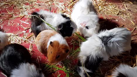 abyssinian guinea pigs feeding on hay and grass in a farm barn