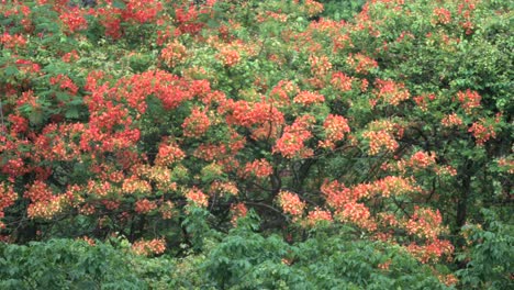 Blüte-Mit-Wunderschönen-Orangefarbenen-Blüten,-Nahaufnahme