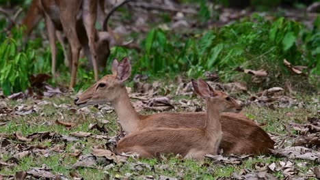 el ciervo del campo es una especie en peligro de extinción debido a la pérdida de hábitat y la caza