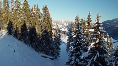 Nadelwald-Enthüllte-Die-Berge-Reiterkogel-Und-Hasenauer-Köpfl-In-Der-Nähe-Von-Saalbach-Hinterglemm,-Österreich