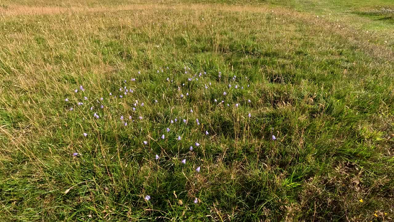 Camera moves forward through summer grassland, focusing on purple wildflowers in natural daylight
