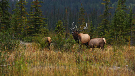 large rocky mountain bull elk in rut among cows bugles challenge, alberta, canada