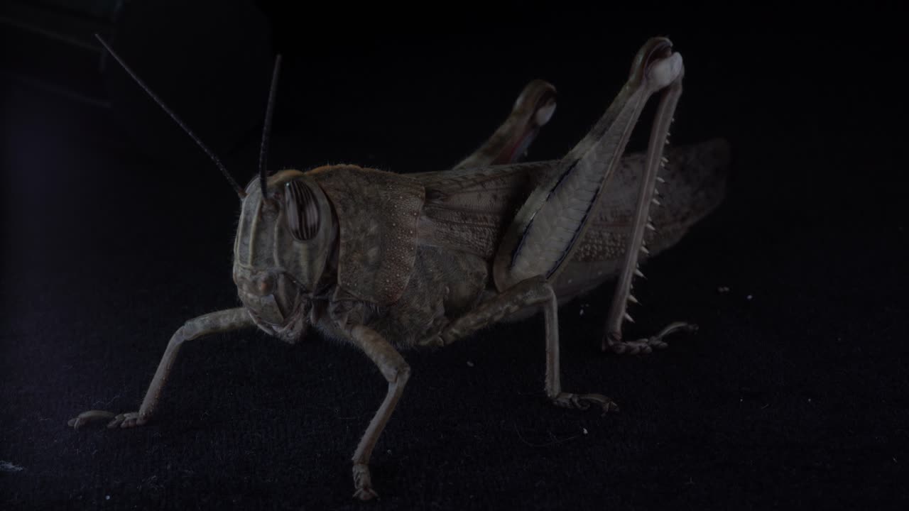 insecto saltamontes con largas patas traseras adaptadas para saltar, herbívoros importantes