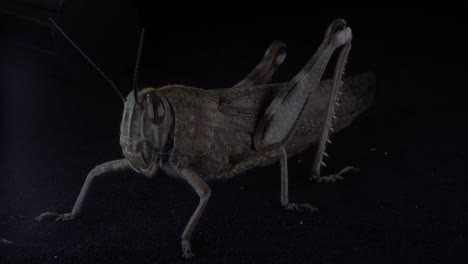 insecto saltamontes con largas patas traseras adaptadas para saltar, herbívoros importantes