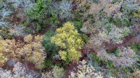 Aerial-footage-of-forest