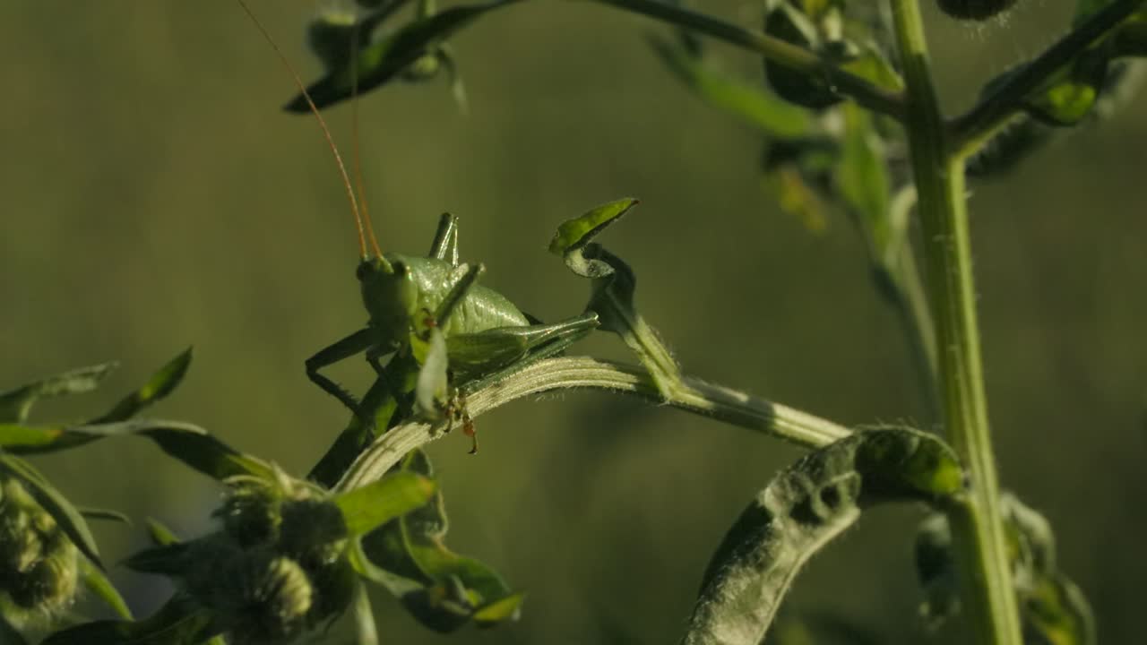 식물 줄기 에 있는 초록색 메기