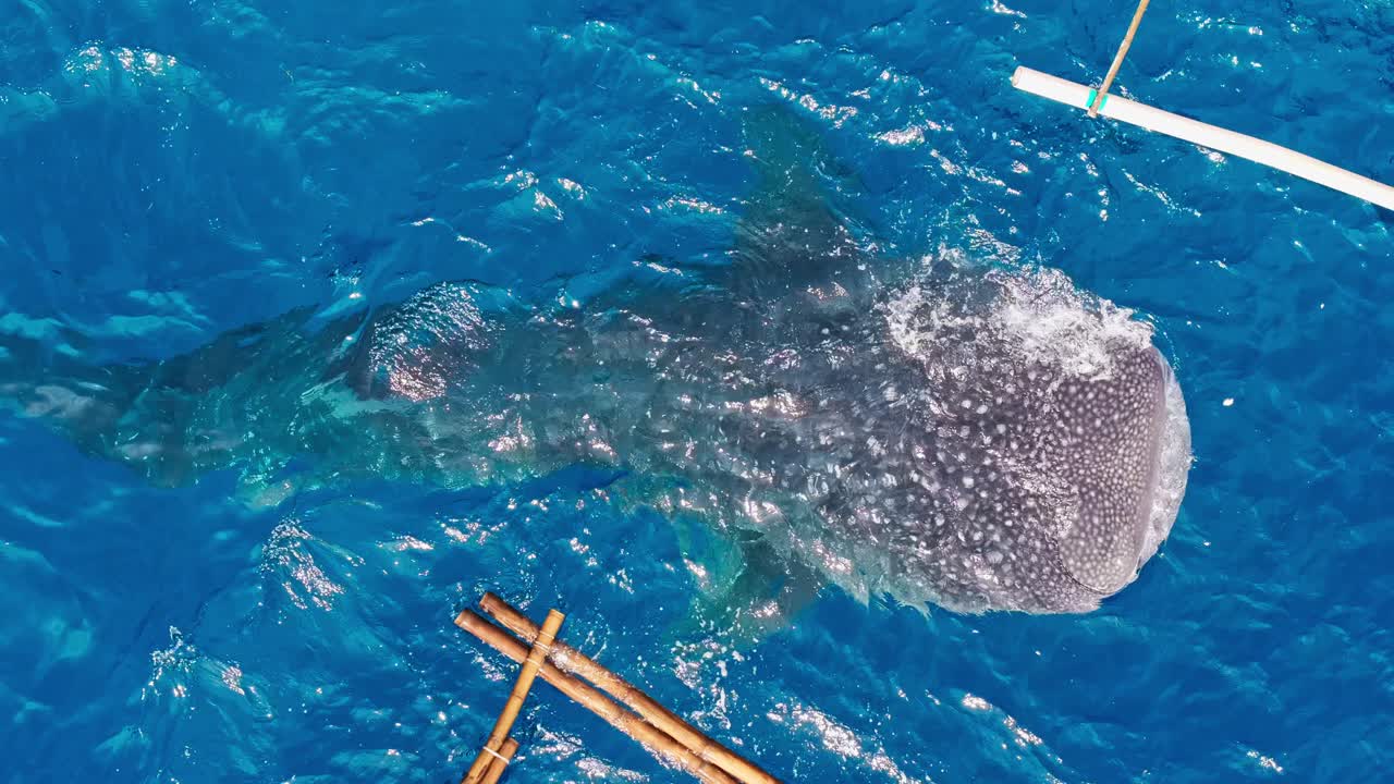 Vista Aérea de Tubarão-Baleia Perto de Barcos em Cebu, Filipinas, Água Azul, Close-up