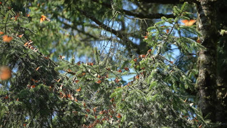 miles de mariposas monarcas se reúnen en una rama de un árbol durante la migración anual de mariposas en el valle de bravo, méxico