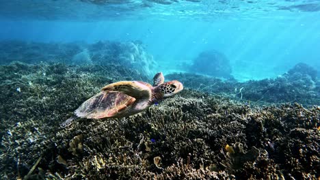 Primer-Plano-De-Una-Tortuga-Marina-Verde-Saliendo-A-La-Superficie-Nadando-Lentamente-Sobre-Un-Arrecife-De-Coral