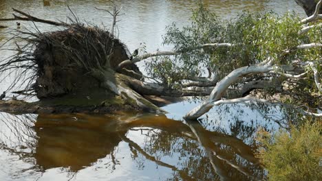 árbol de eucalipto caído caído en un lago pan izquierda