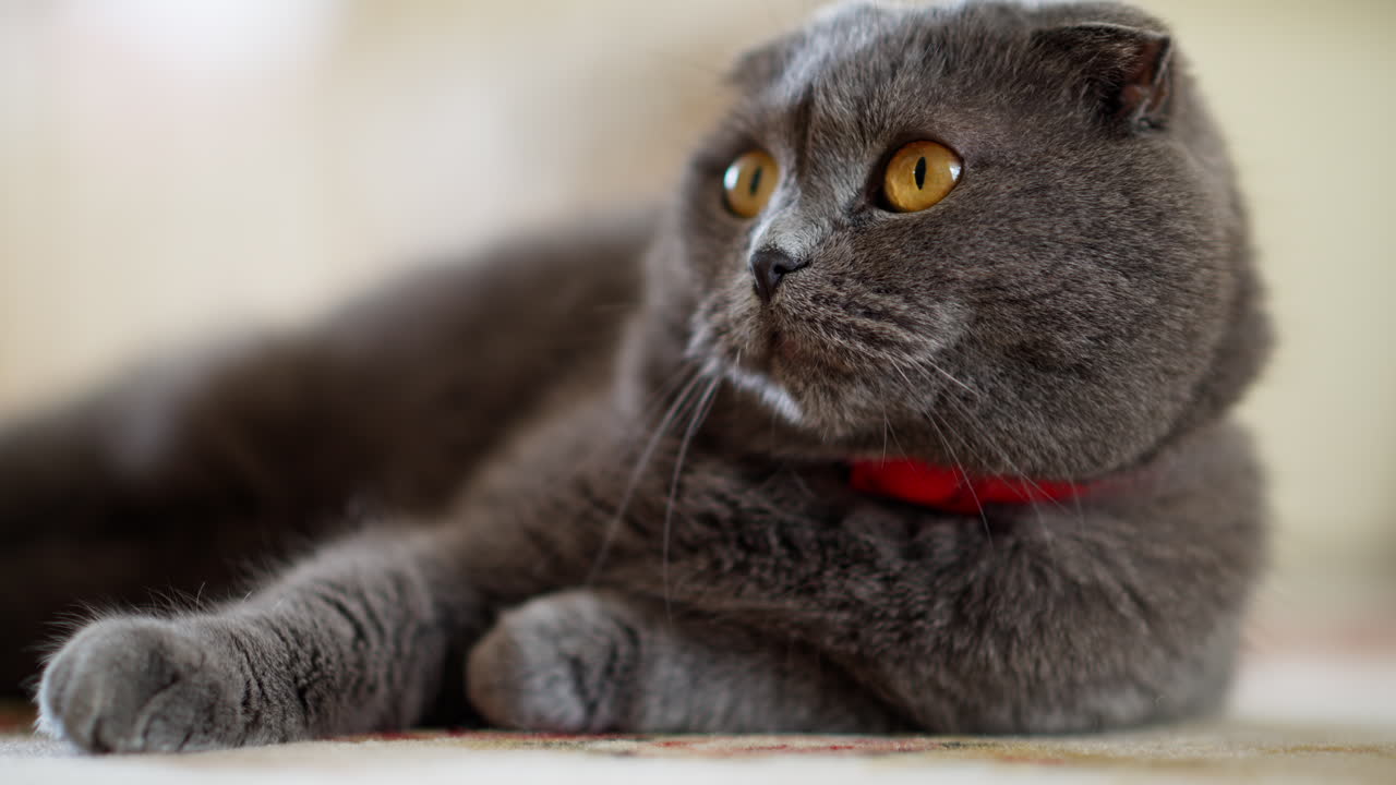 British Shorthair cat with orange eyes lying on the floor, looking around