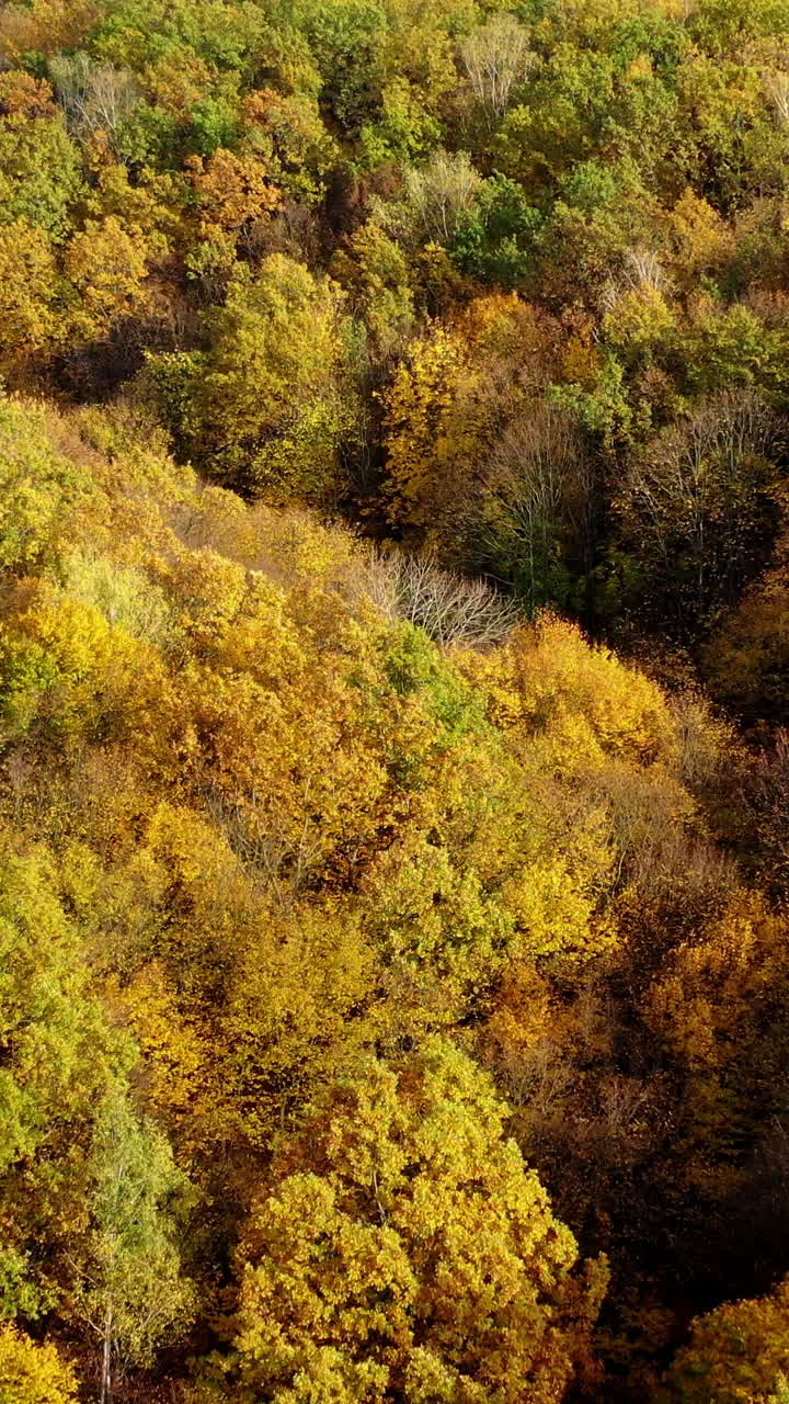 Beautiful autumn. Yellow top trees in forest in fall season. Amazing landscape of autumn colors. Aerial view. Vertical video