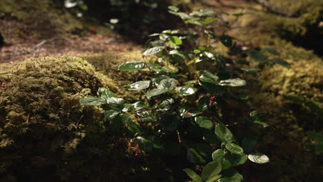 cultivo de plantas silvestres en las montañas de la selva tropical