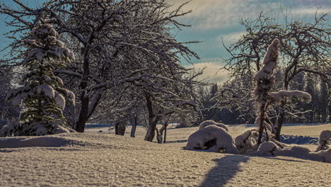 Lapso-De-Tiempo-De-Paisaje-Congelado,-árboles-Y-Ramas-Cubiertas-De-Nieve-Espesa