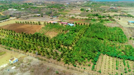 4k-cinematic-aerial-of-small-tropical-palm-tree-plantation-in-the-Caribbean