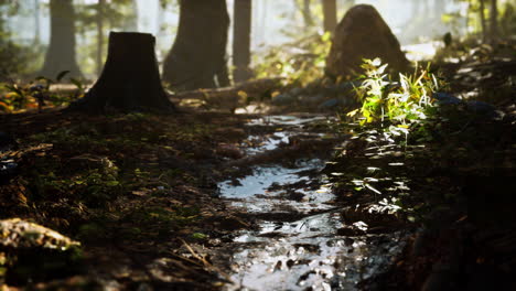 small creek runs through a wide valley full of fallen leaves