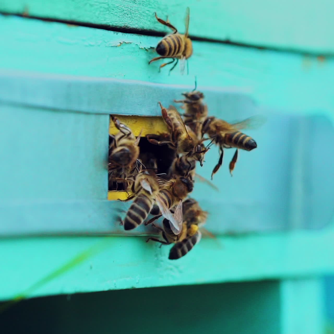 Honey bees swarming and flying around their beehive. Bee footage for honey production and bee research. Slow Motion.