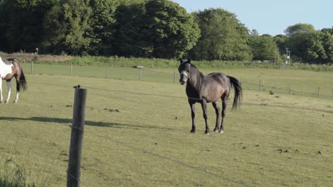 dark brow horse behind fence in pasture wide shot panning shot