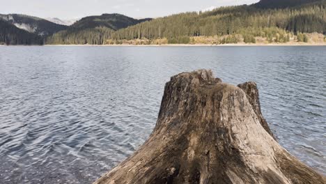 tronco de árbol en la orilla del lago bolboci en las montañas bucegi en el centro de rumania