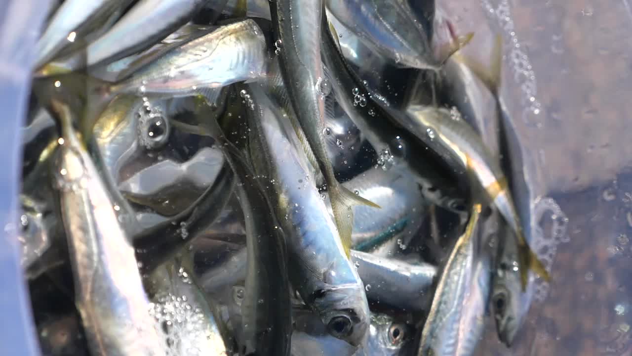 Freshly Caught Sardines in a Bucket