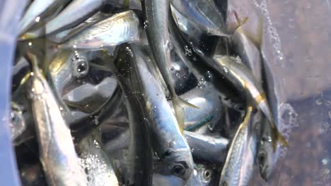 freshly caught sardines in a bucket