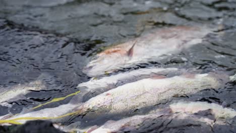 Regenbogenforelle-Auf-Stringer-Im-Wasser